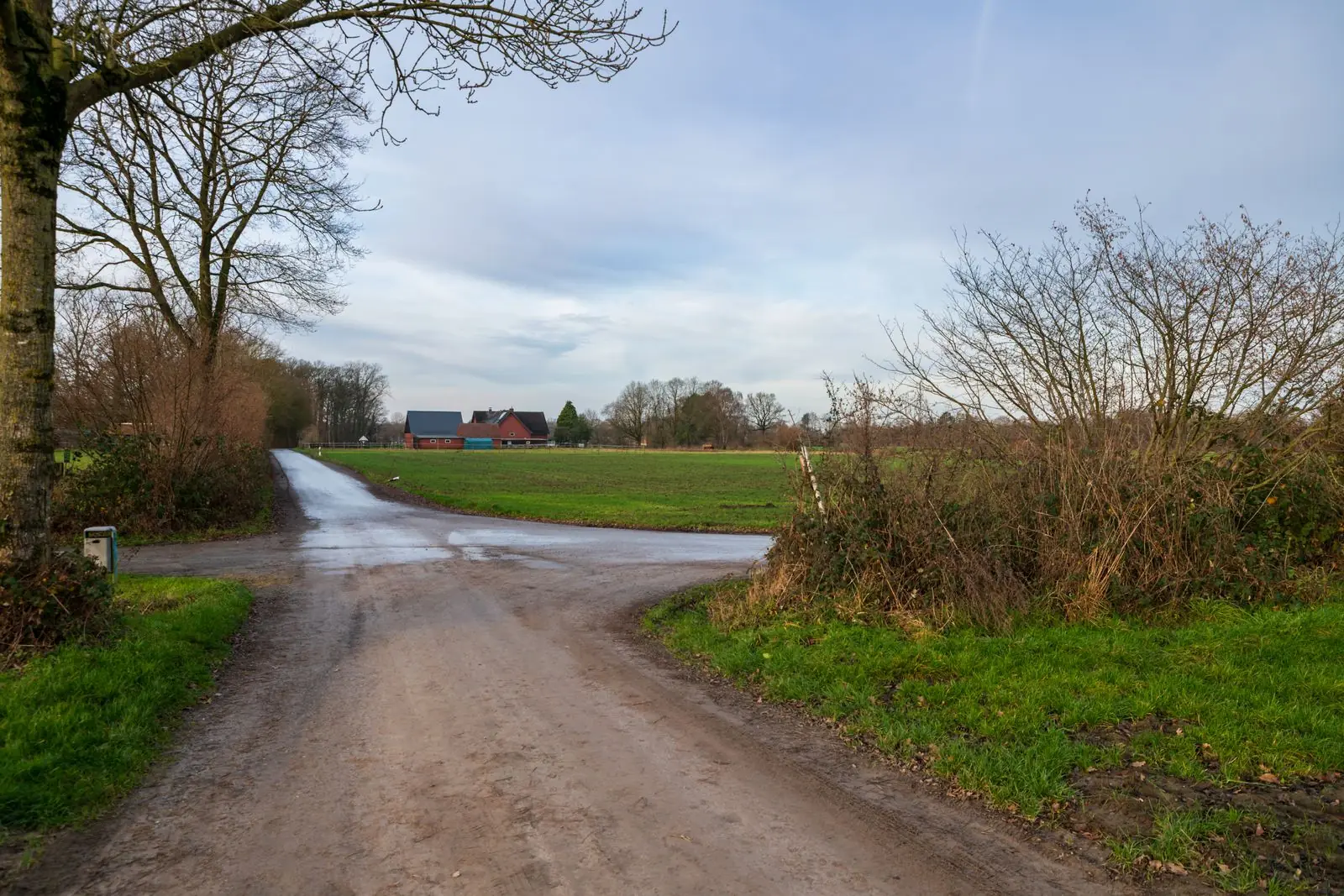 A country dirt road splitting in two between fields